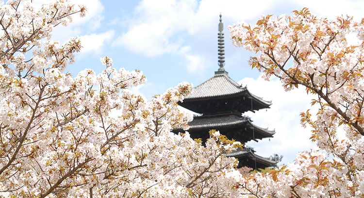 桜祈願